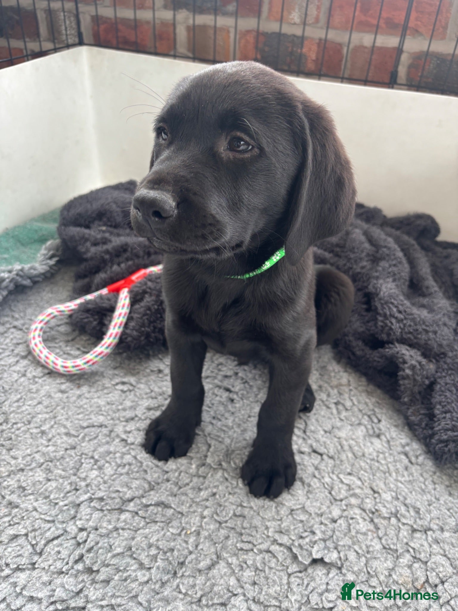 Labrador Retriever dogs KC Labrador Puppies - Advert 1