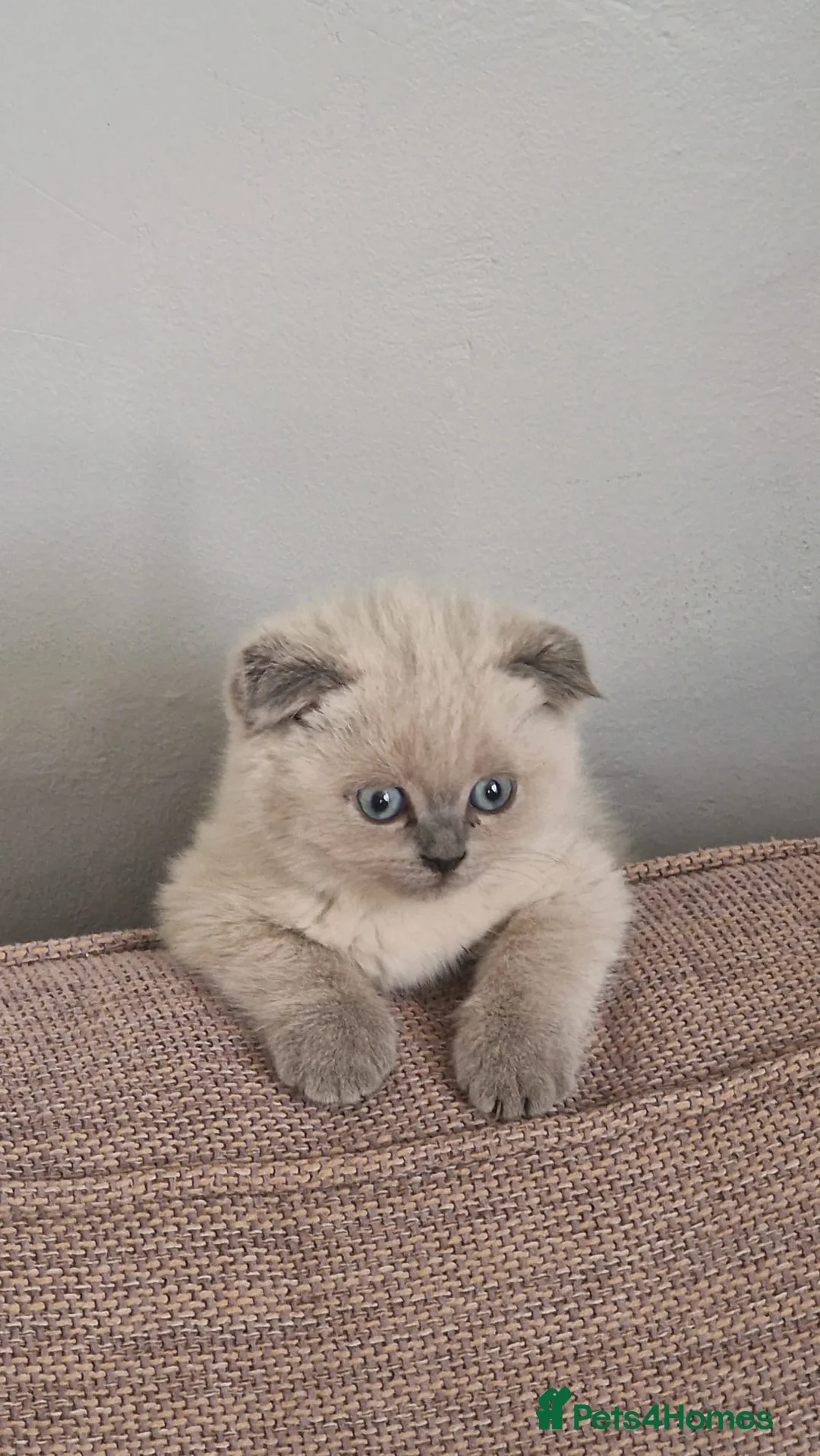 Norwegian Forest Cat cats for sale: British straight-eared, also British lop-eared in London - Advert 6