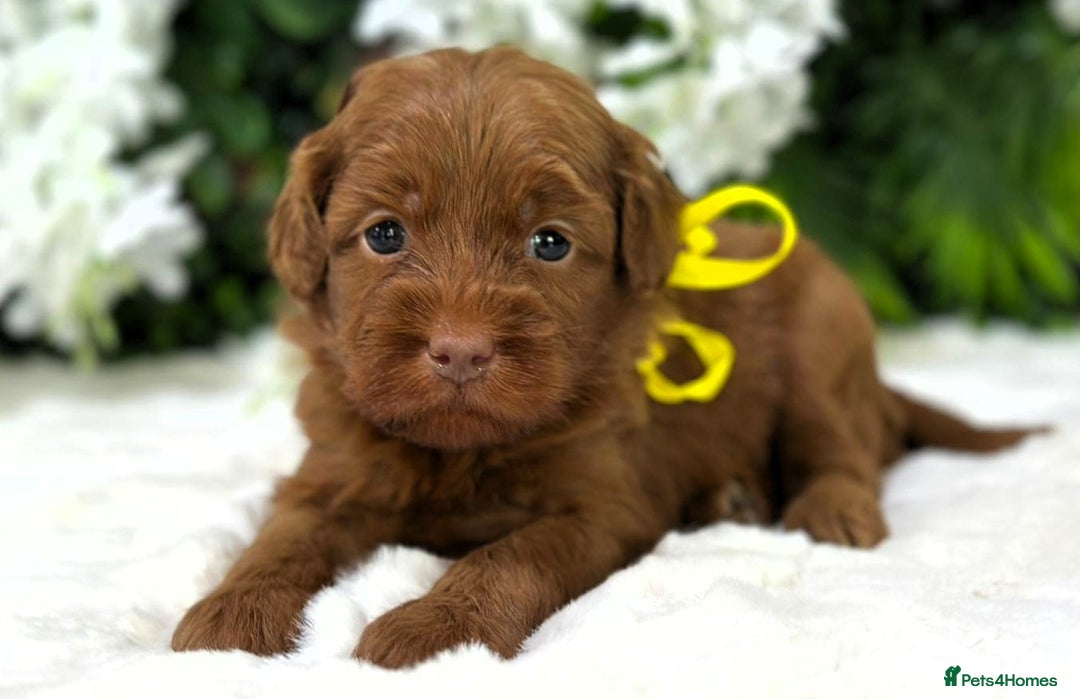 Australian Labradoodle dogs for sale: Superior Authentic Australian Labradoodle Puppies - Image 4