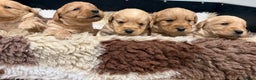 Labradoodle dogs for sale: Beautiful Miniature F1 Labradoodles - Advert 4