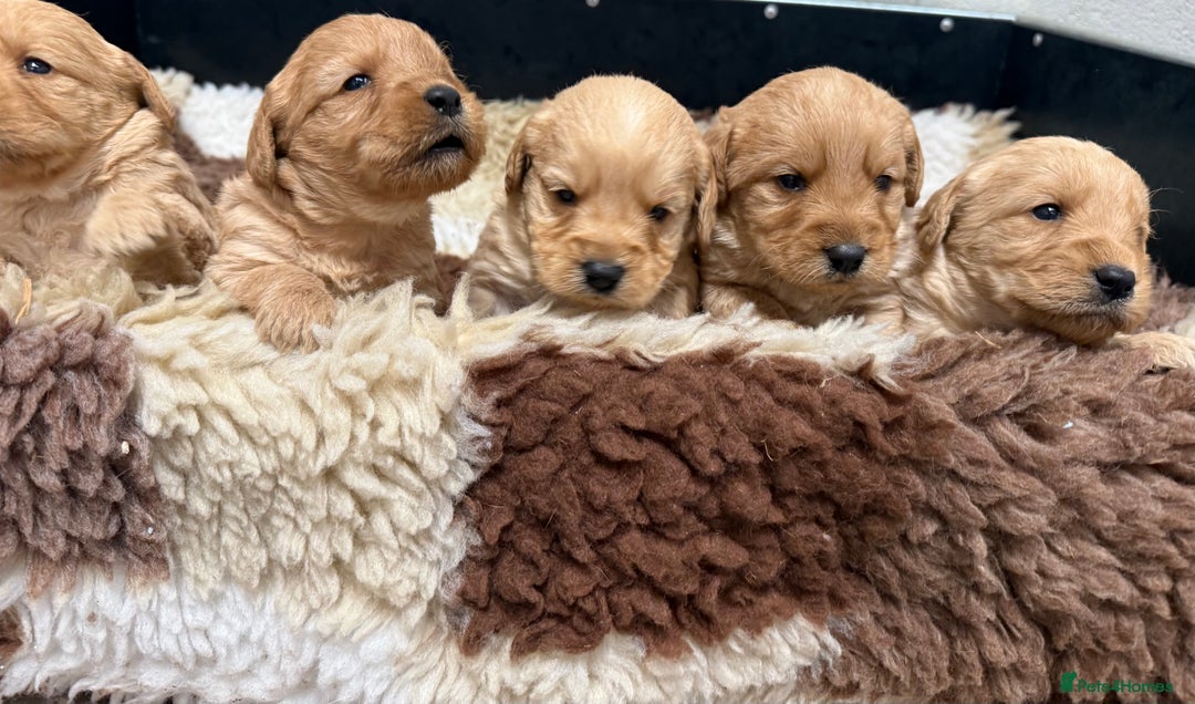Labradoodle dogs for sale: Beautiful Miniature F1 Labradoodles - Advert 4