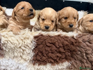 Labradoodle dogs Beautiful Miniature F1 Labradoodles - Advert 10