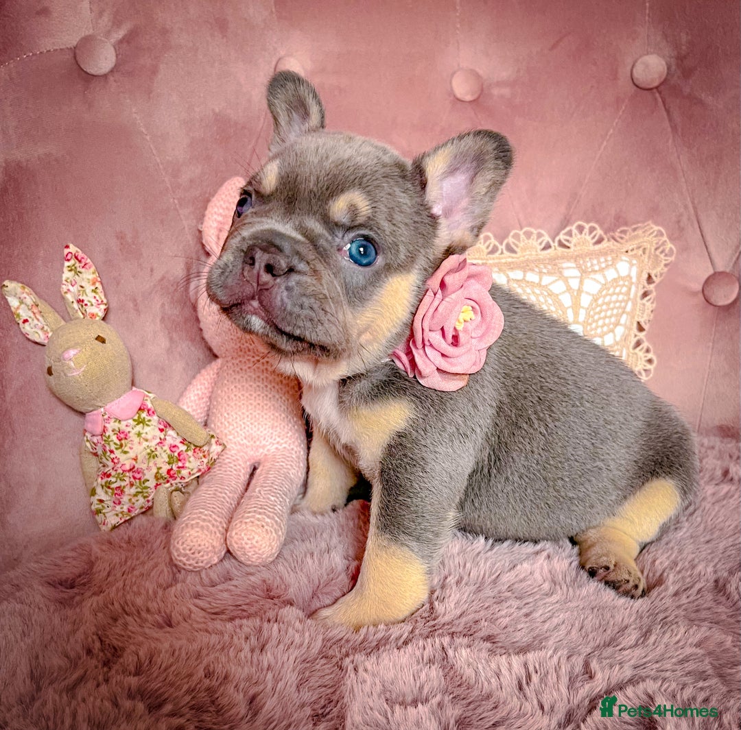 French Bulldog dogs for sale: 🌸BEAUTIFUL PUPPIES LILAC&TAN,FLUFFY,TESTABLE🌸 - Image 10