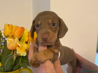 Miniature Dachshund dogs BEAUTIFUL KENNEL CLUB REG MINIATURE DACSHOUND PUPS - Advert 1