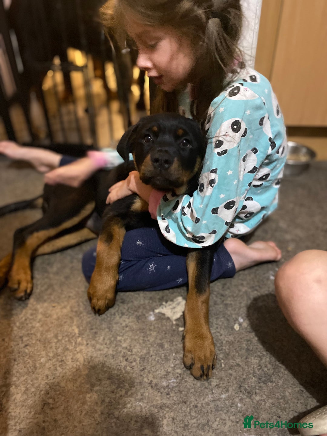 Rottweiler dogs for sale: KC Champion blood lines Rottweiler puppies  - Image 21