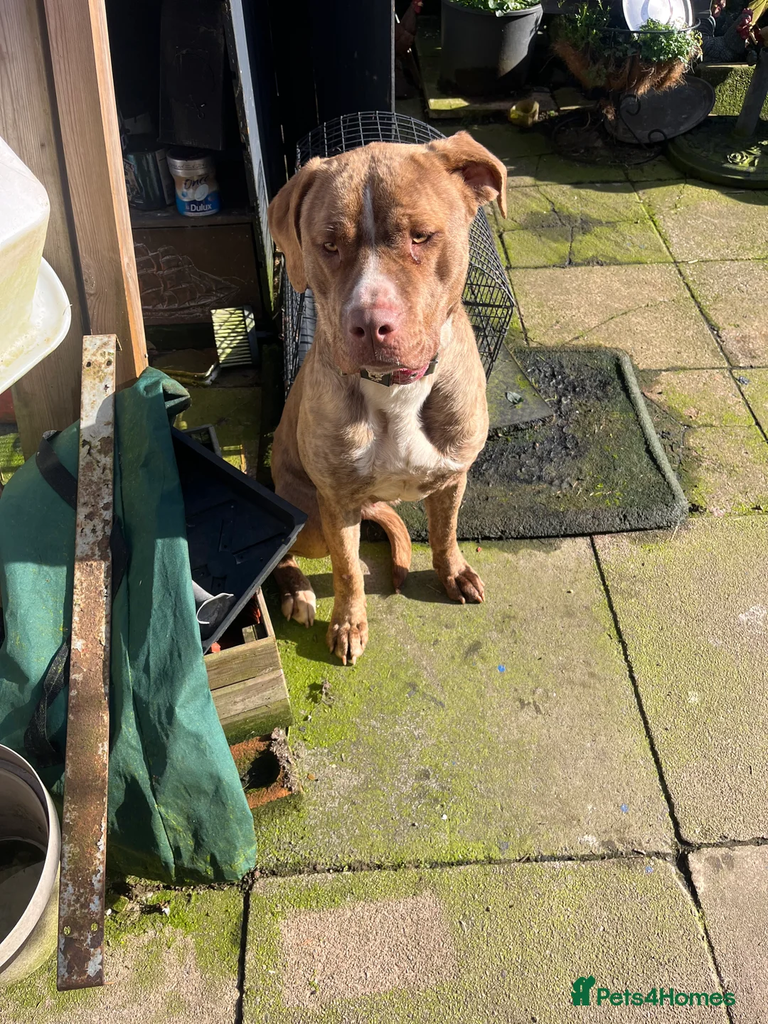 Mixed Breed dogs for sale: Female Dog - Advert 2