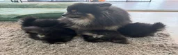 Pomeranian dogs for sale: KC registered Pomeranian  - Advert 11