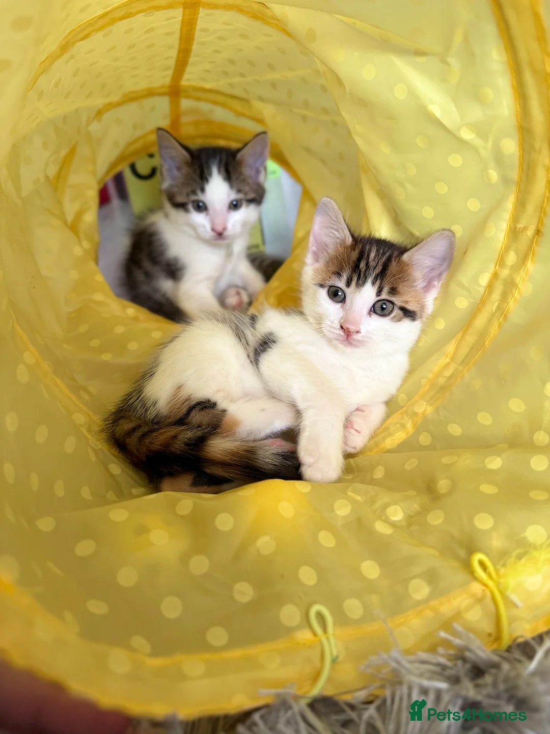 Maine Coon cats for sale: Lovely Maine coon cross bengal   - Advert 2