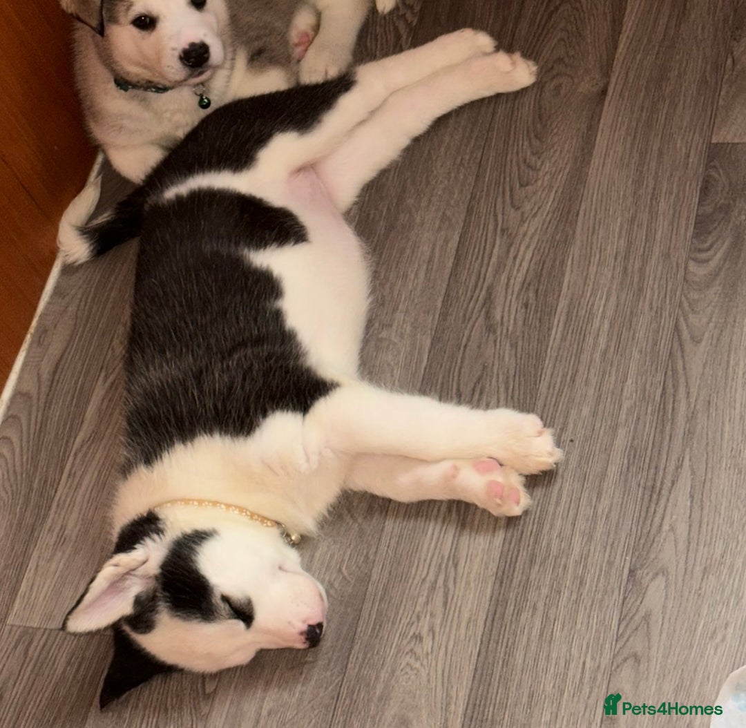 Siberian Husky dogs for sale: Husky Puppies – Ready 22/12/25 🐾  - Advert 21
