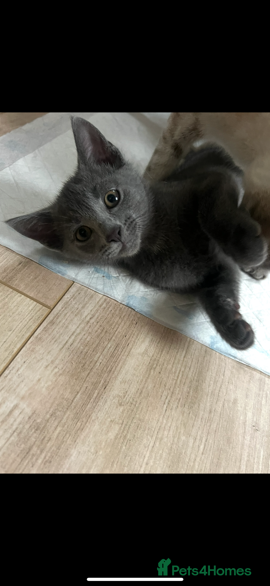 Siamese cats for sale: Beautiful Siamese-Linked Kittens Ready Soon 🐾🤎 - Advert 7