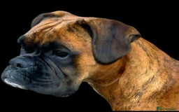 Boxer dogs for sale: Well bred Kc reg boxer puppy girl - Image 5