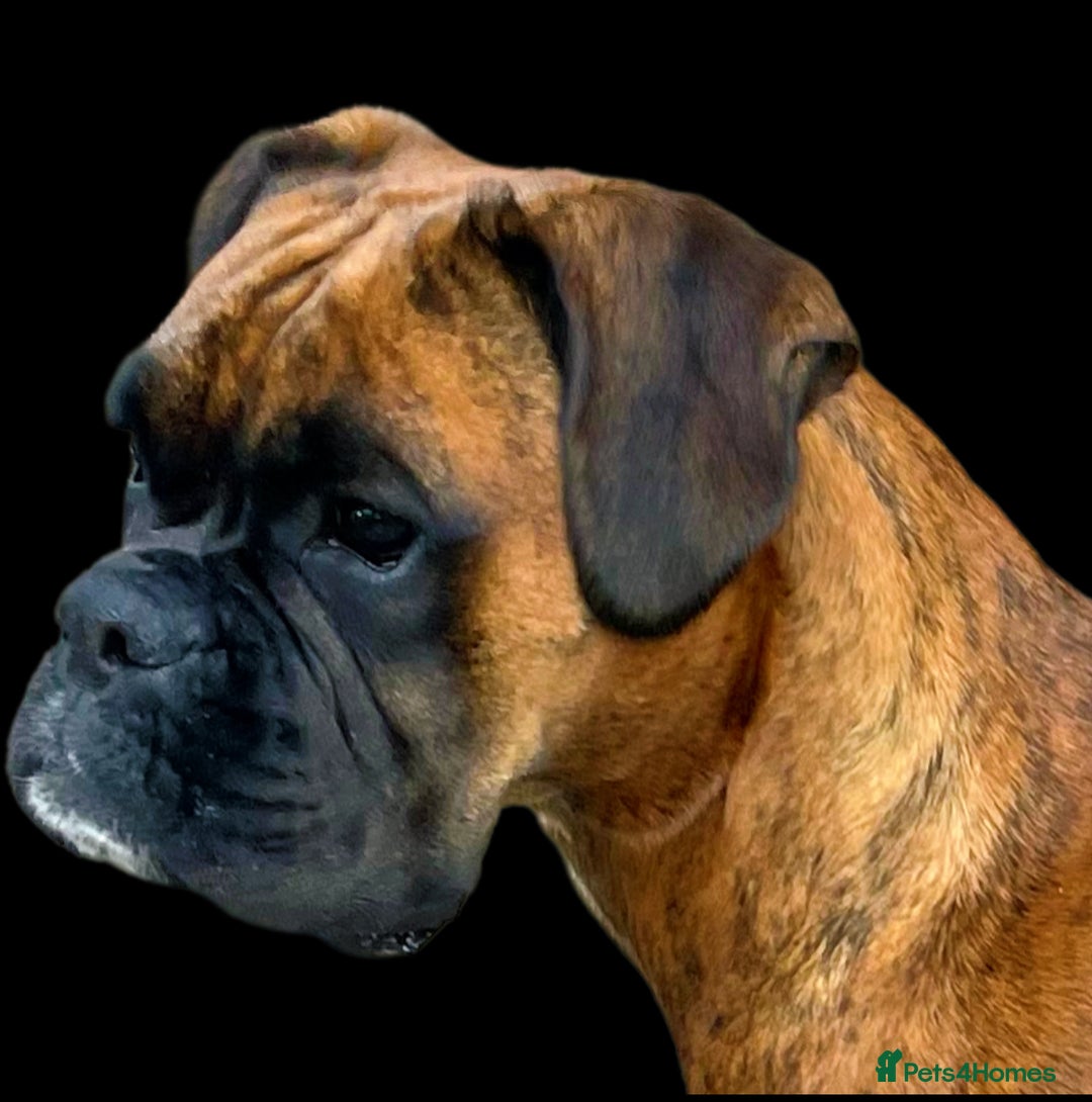 Boxer dogs for sale: Well bred Kc reg boxer puppy girl - Image 5