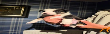 Border Collie 4