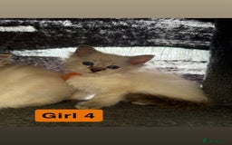 Ragdoll cats for sale: *stunning* litter of 7 ragdoll kittens  - Image 19