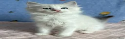 Ragdoll cats for sale: 🐾 Beautiful Ragdoll Kittens for Sale 🐾 - Advert 29