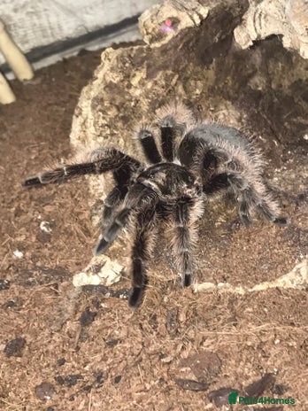 Tarantulas invertebrates - Advert 6