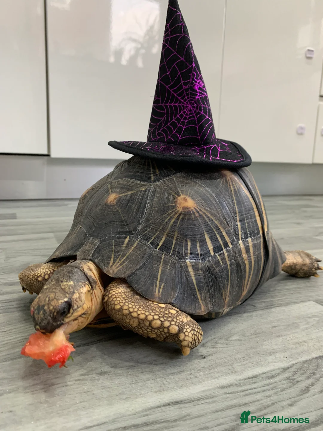 Tortoise reptiles for sale: Pair of Radiateds Tortoises - Advert 7