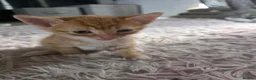 Mixed Breed cats for sale: Beautiful Litter of kittens - Advert 3