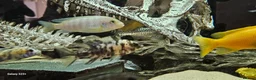 Cichlids fish for sale: Assorted cichlids and sizes - Advert 10