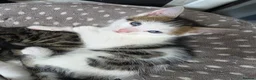 Bengal cats for sale: Bengal mix kitten - Advert 2