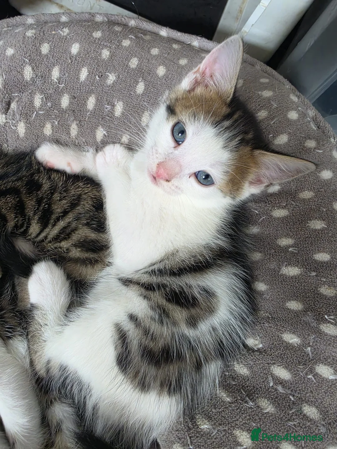 Bengal cats for sale: Bengal mix kitten - Advert 2