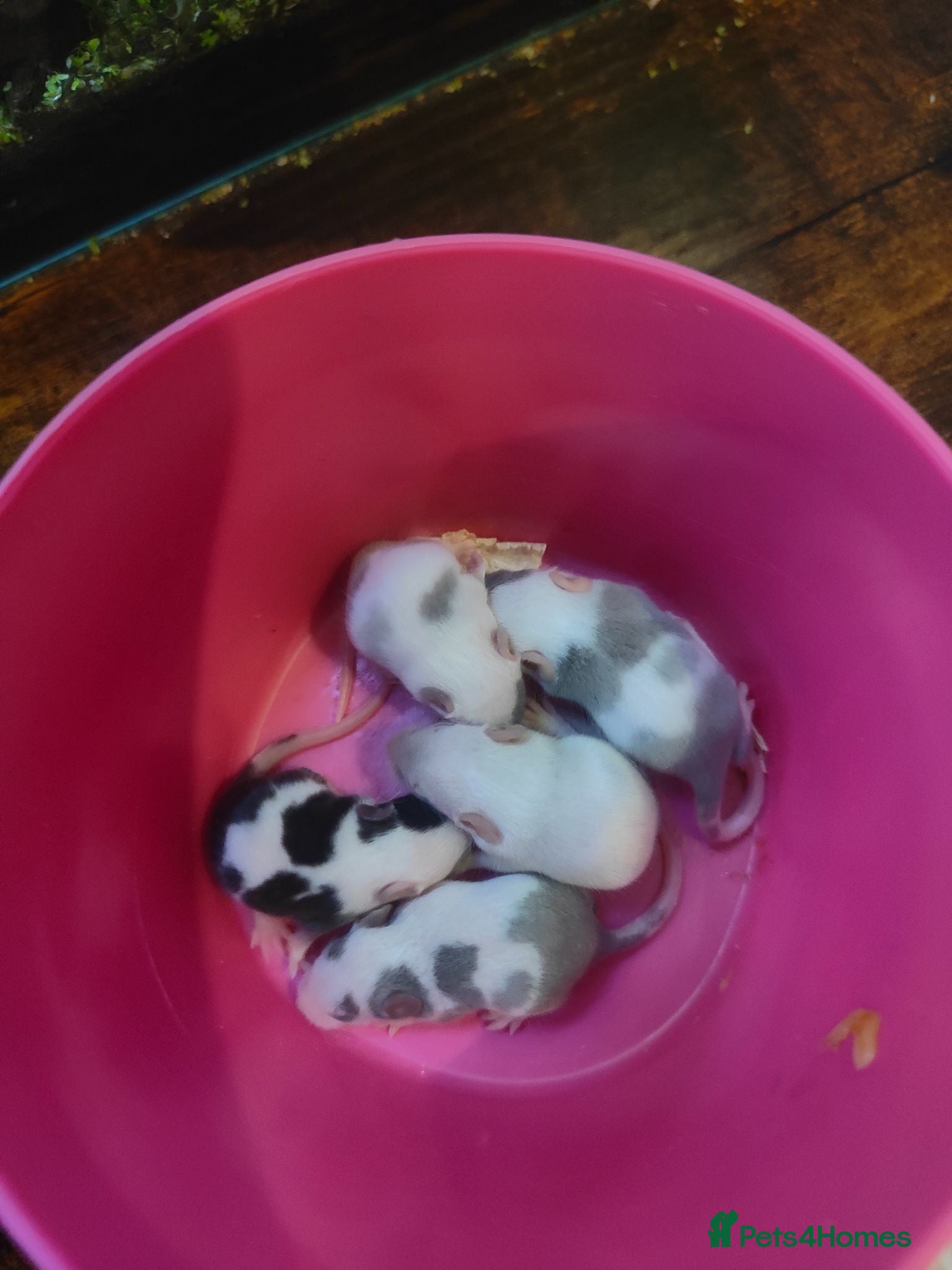 Mouse rodents mice  - Advert 1