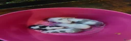 Mouse rodents for sale: mice  - Advert 1