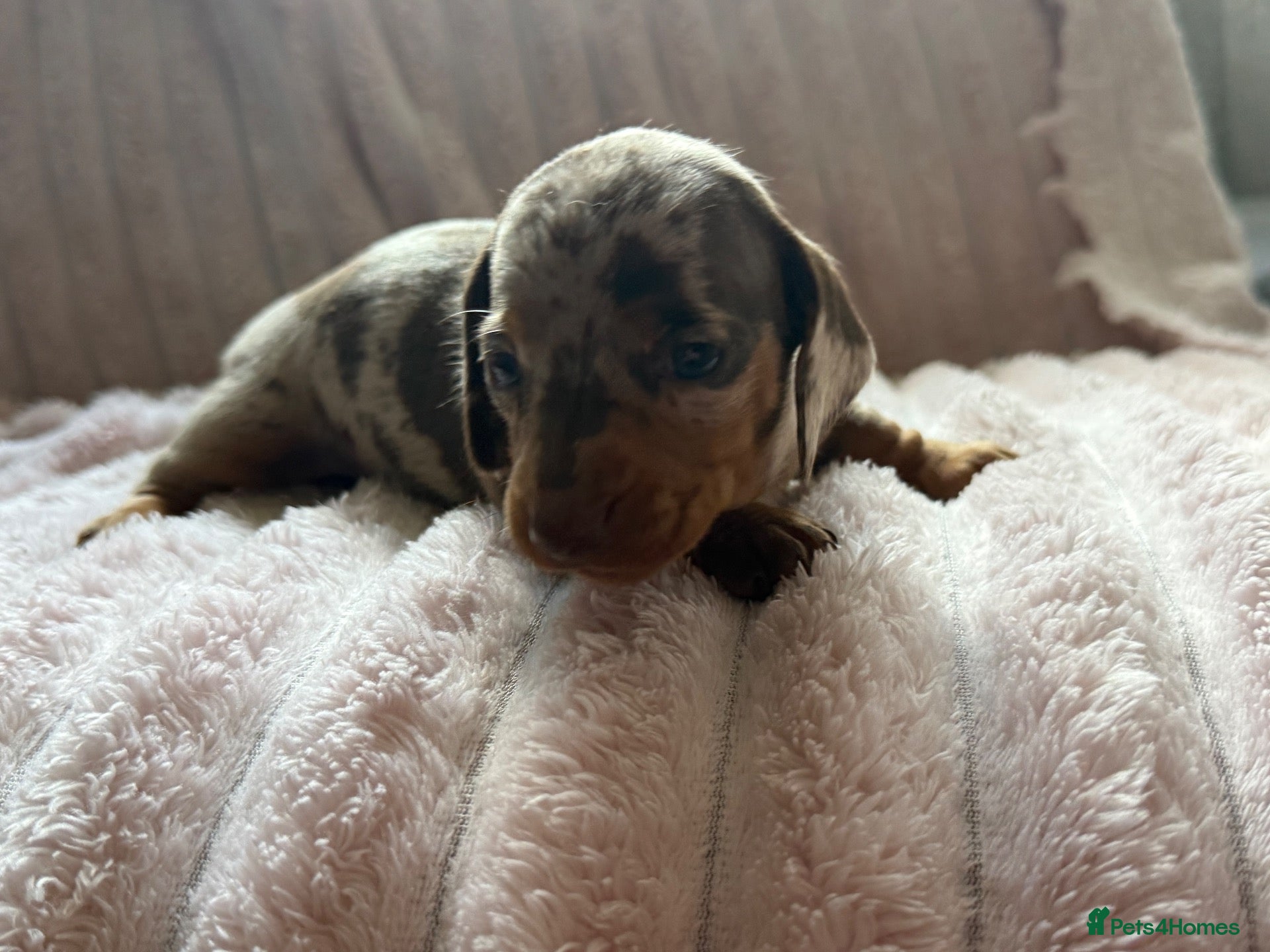 Miniature Dachshund dogs BEAUTIFUL DACHSHUND PUPPIES! - Advert 2