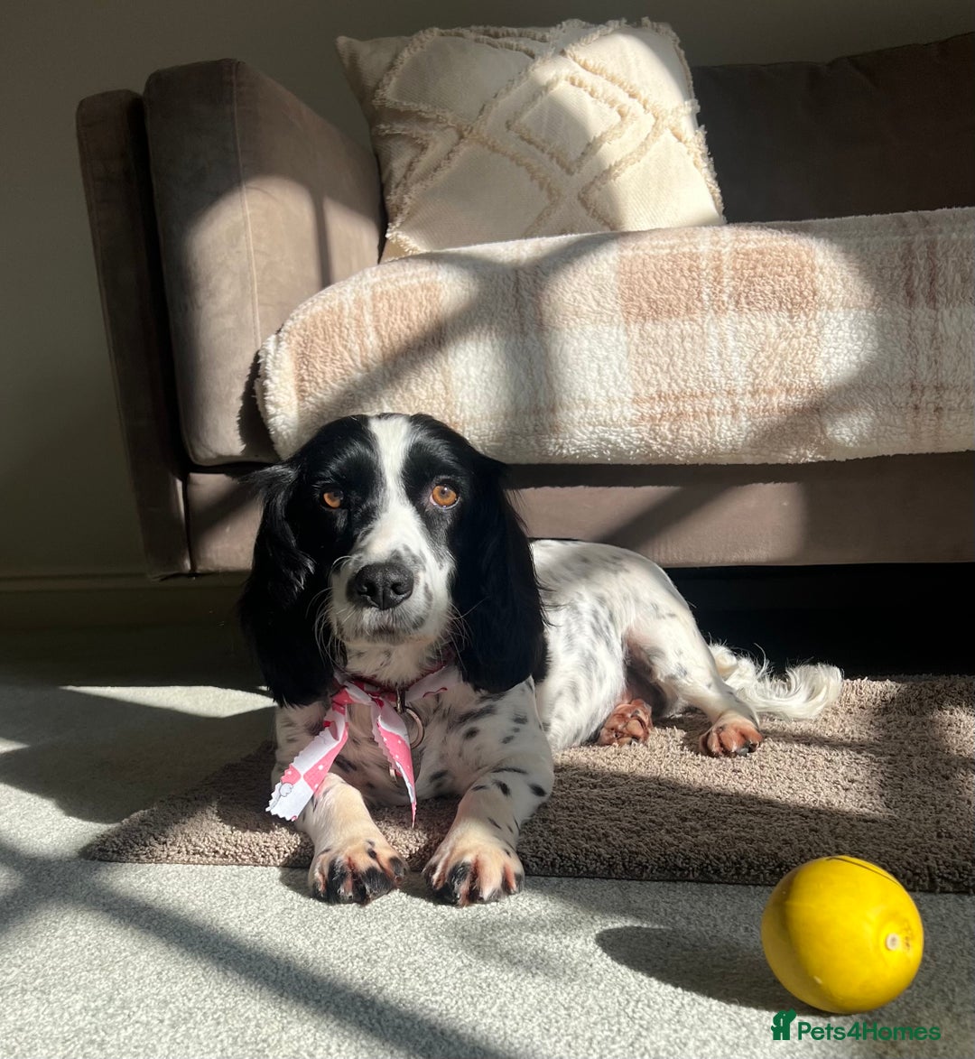 Cocker Spaniel dogs for sale: ✨Beautiful Cocker Spaniel Puppies✨ - Advert 11