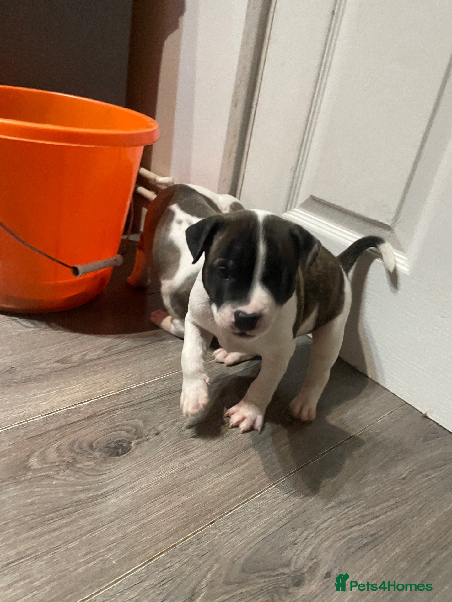 Staffordshire Bull Terrier dogs Lovely staff pups  - Advert 2