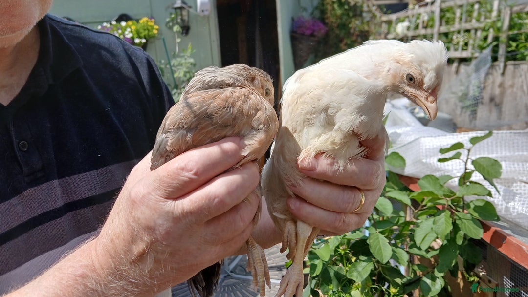 Chickens poultry for sale: 3 x legbars - Image 1