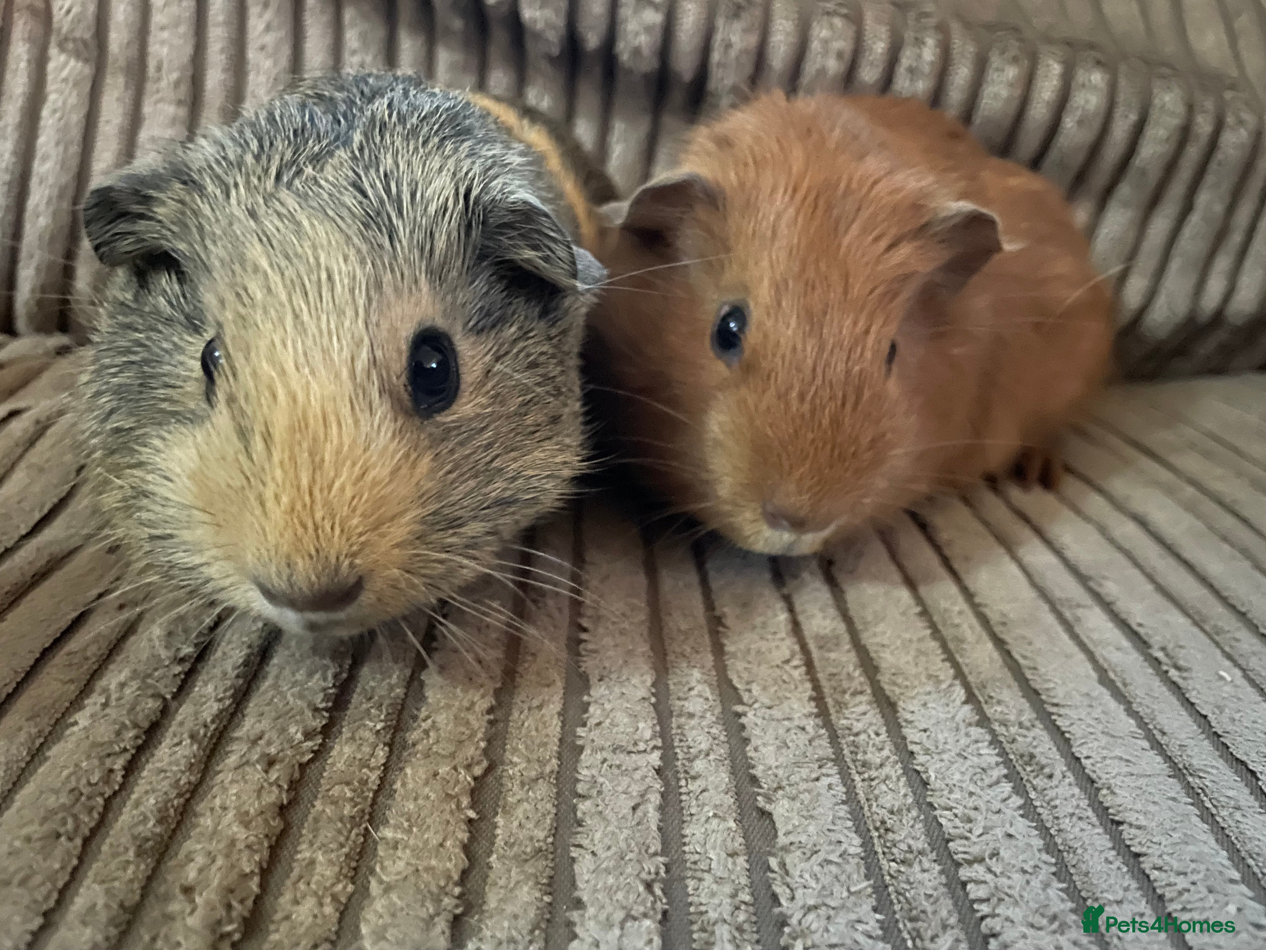 Guinea Pig rodents  Baby boar guinea pigs UPDATED 11/2  - Advert 15