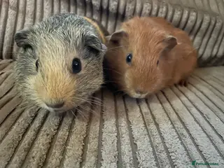 Guinea Pig rodents Baby boar guinea pigs UPDATED 11/2 - Advert 15