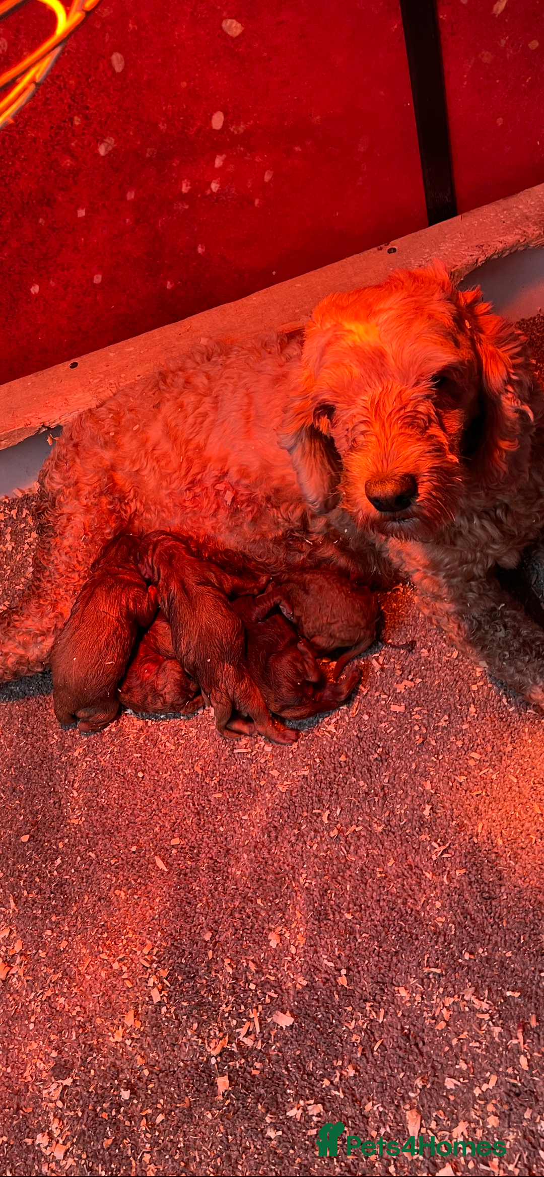Cockapoo dogs for sale: Cockapoo Pups - Image 6