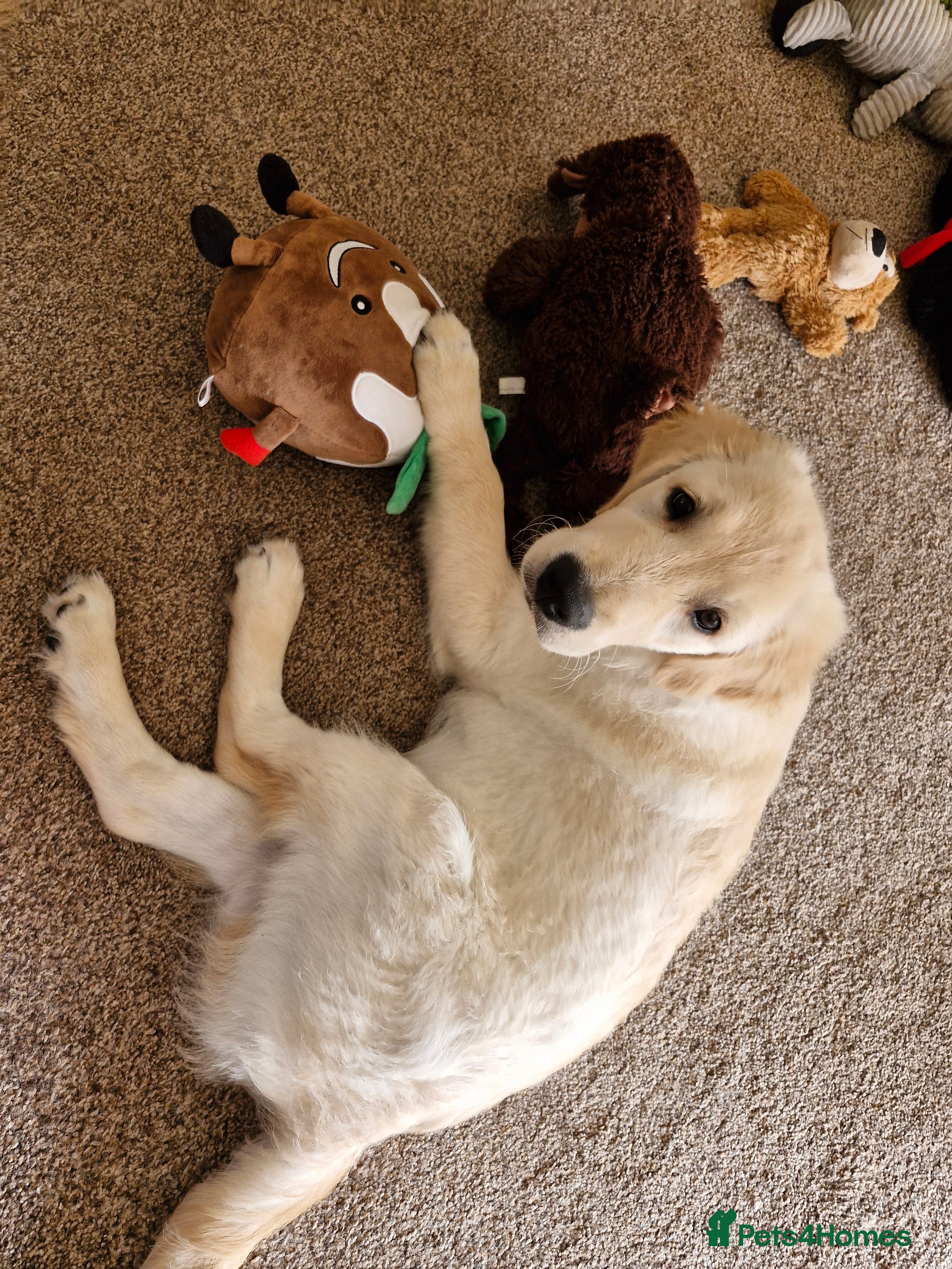 Golden Retriever dogs Puppy aged 10 months - Advert 2