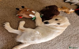 Golden Retriever dogs for sale: Puppy aged 8 months, must be rehomed. - Image 2