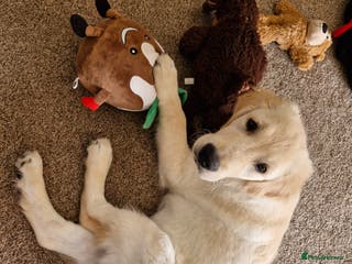 Golden Retriever dogs Puppy aged 10 months - Advert 2