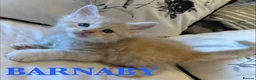 Maine Coon cats for sale: GCCF/TICA Pedigree Maine Coon Kittens - Advert 7