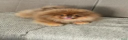 Pomeranian dogs for stud: Top quality proven Pomeranian stud  - Advert 2