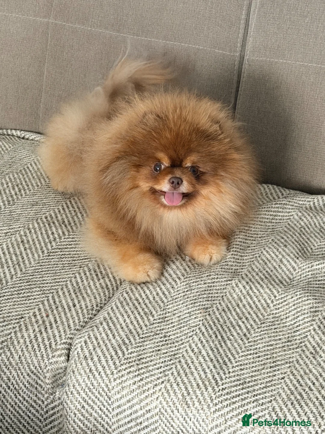 Pomeranian dogs for stud: Top quality proven Pomeranian stud  - Advert 2