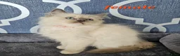 Ragdoll cats for sale: READY NOW GCCF registered kittens  - Advert 7