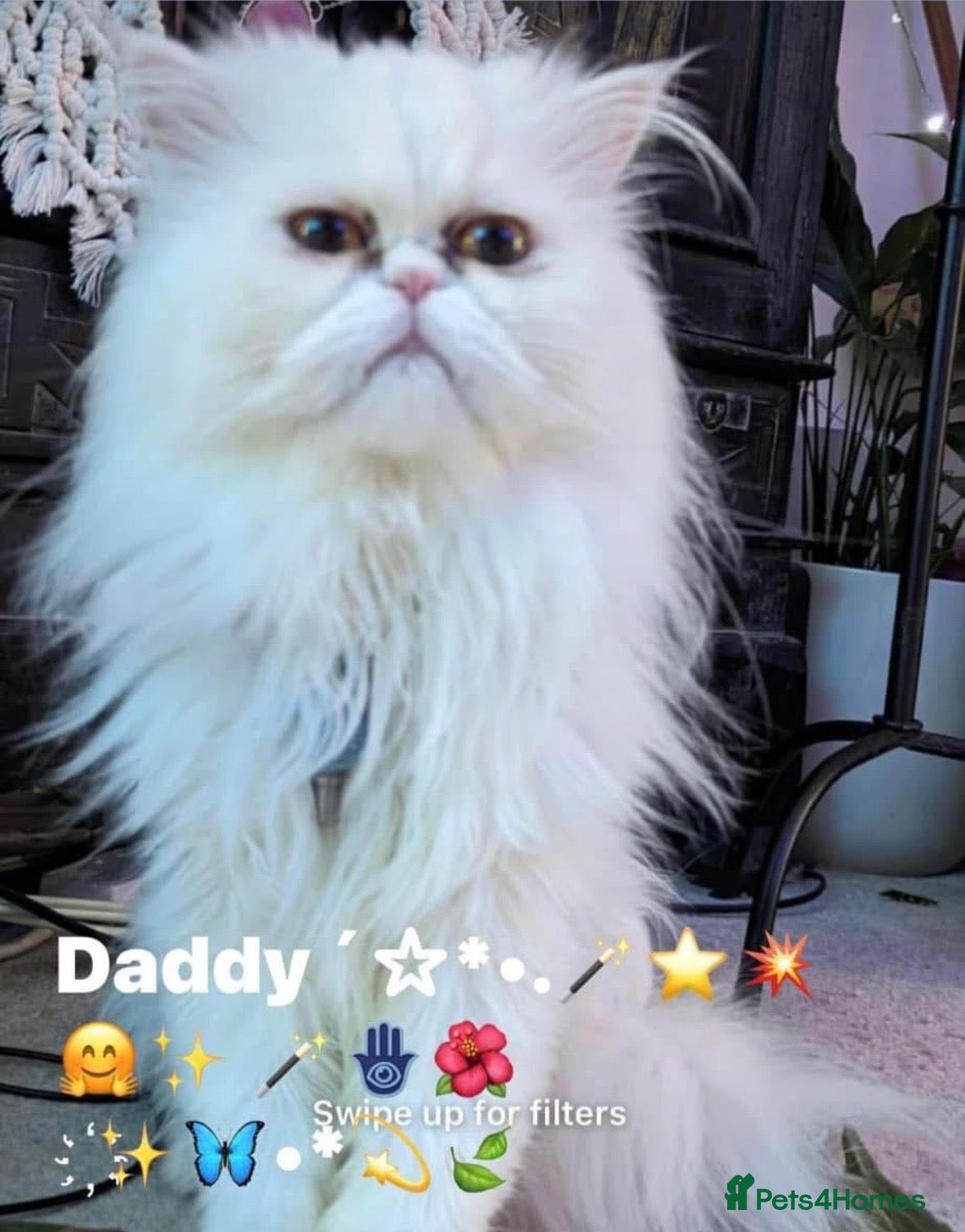 Persian cats 🌾 EXOTIC DOLL FACE PERSIAN Kittens - Advert 8