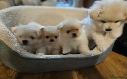 Pomapoo dogs for sale: Fluffy 4 Pomapoo Puppies Ready for Their Homes - Advert 4