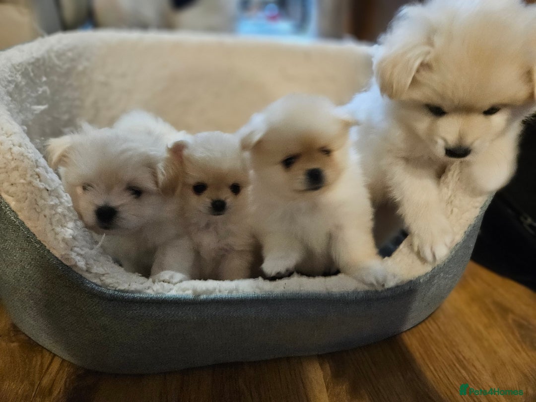 Pomapoo dogs for sale: Fluffy 4 Pomapoo Puppies Ready for Their Homes - Advert 4