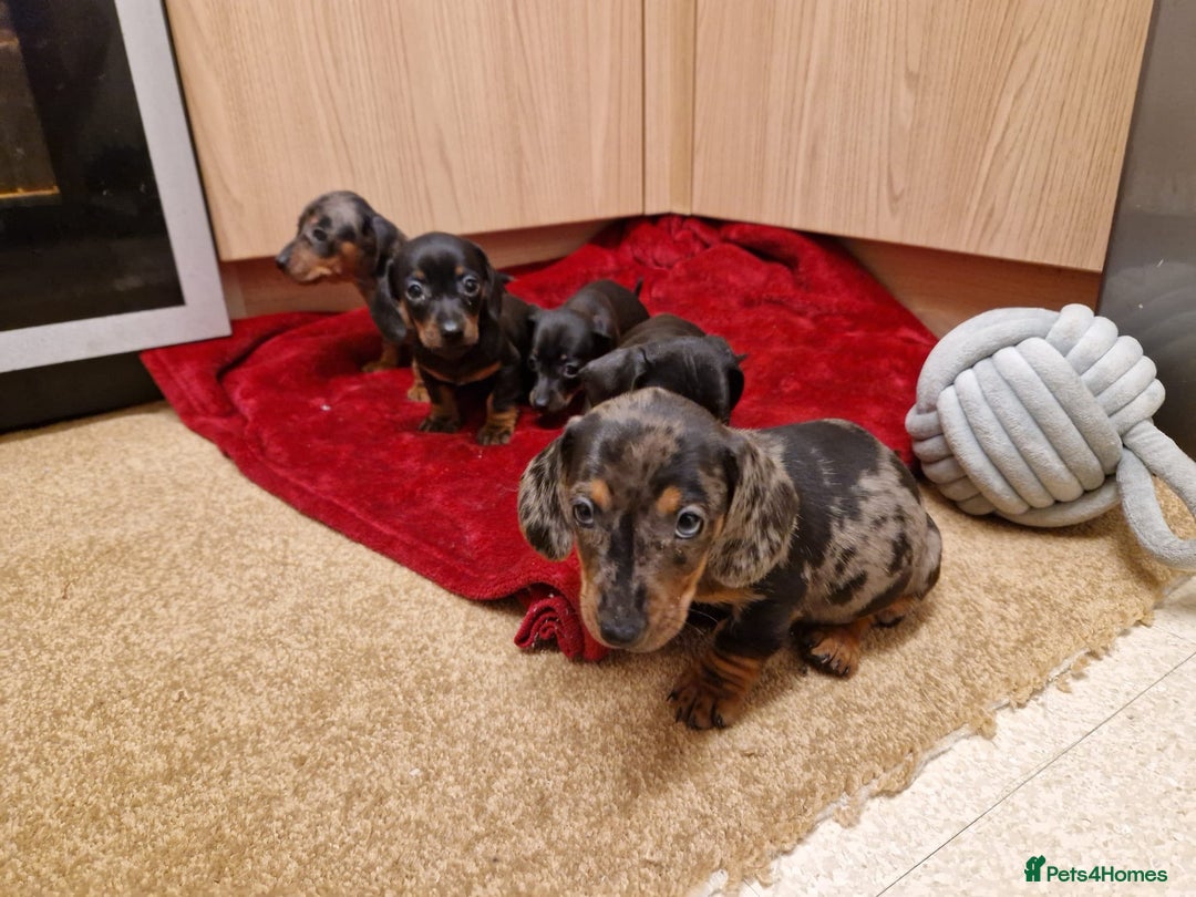 Miniature Dachshund dogs for sale: Black grey dapple, Black Tan miniature dachshund - Image 14