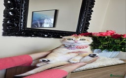 Scottish Fold cats for sale: READY NOW-TICA-SCOTTISH FOLD GIRL  - Image 9