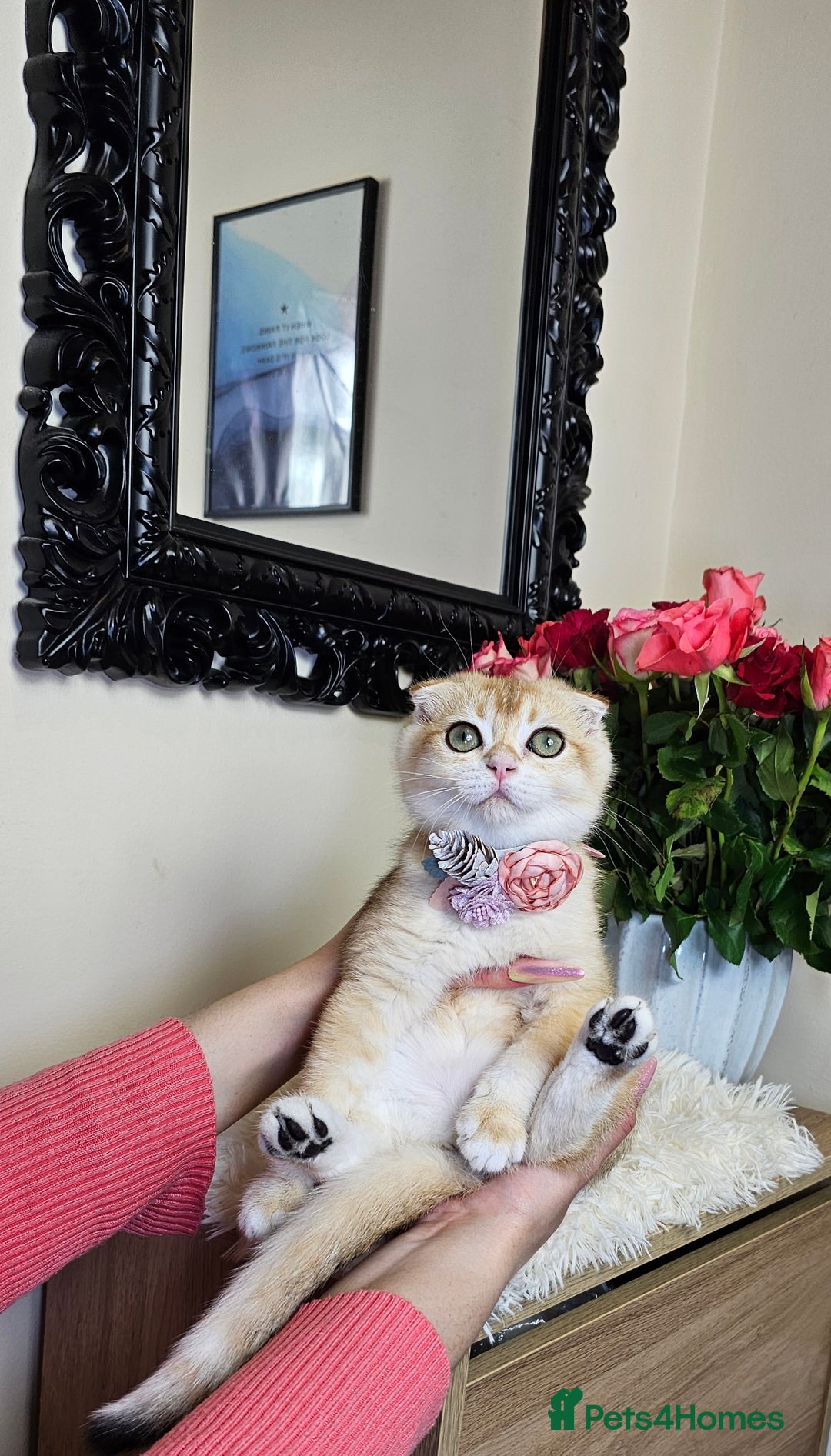 Scottish Fold cats for sale: READY NOW-TICA-SCOTTISH FOLD GIRL  - Image 9