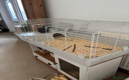 Guinea Pig rodents for sale: Male Guinea Pig - Image 5
