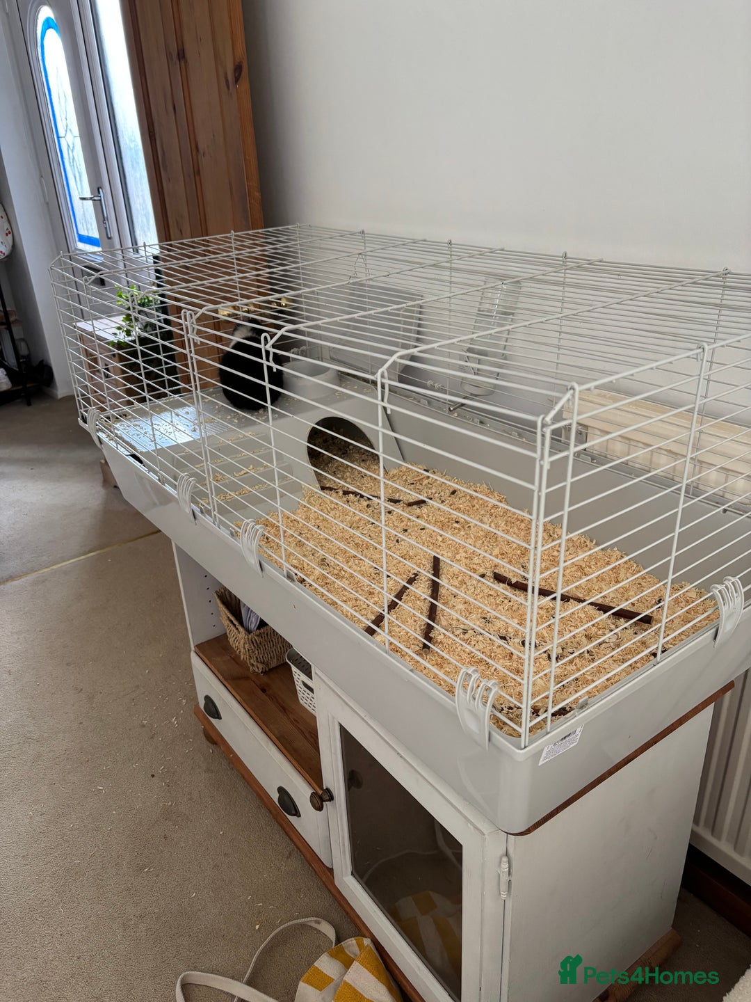 Guinea Pig rodents for sale: Male Guinea Pig - Image 5