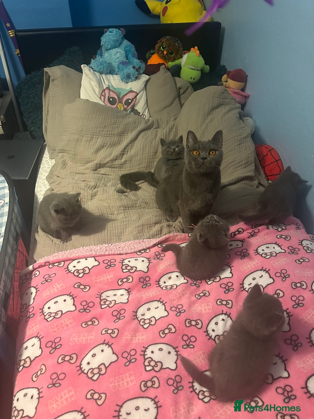 British Shorthair cats for sale: British short hair kittens - Advert 12